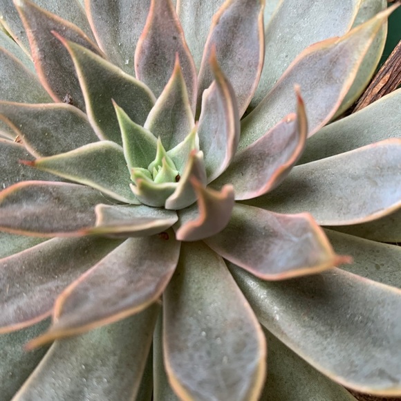 Meet your Posher, Monique - Picture 1 of 1